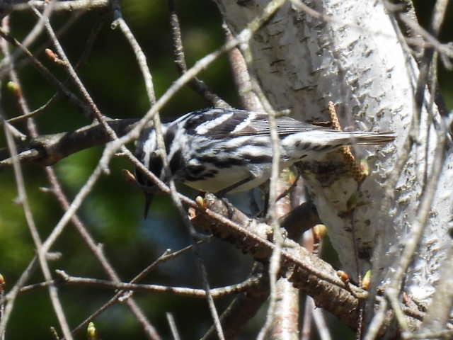 Black-and-white Warbler - ML618649759