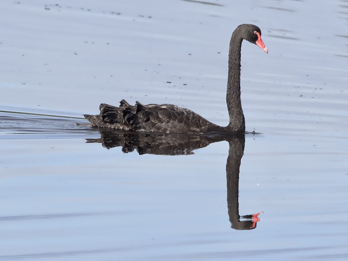Black Swan - Allan Johns