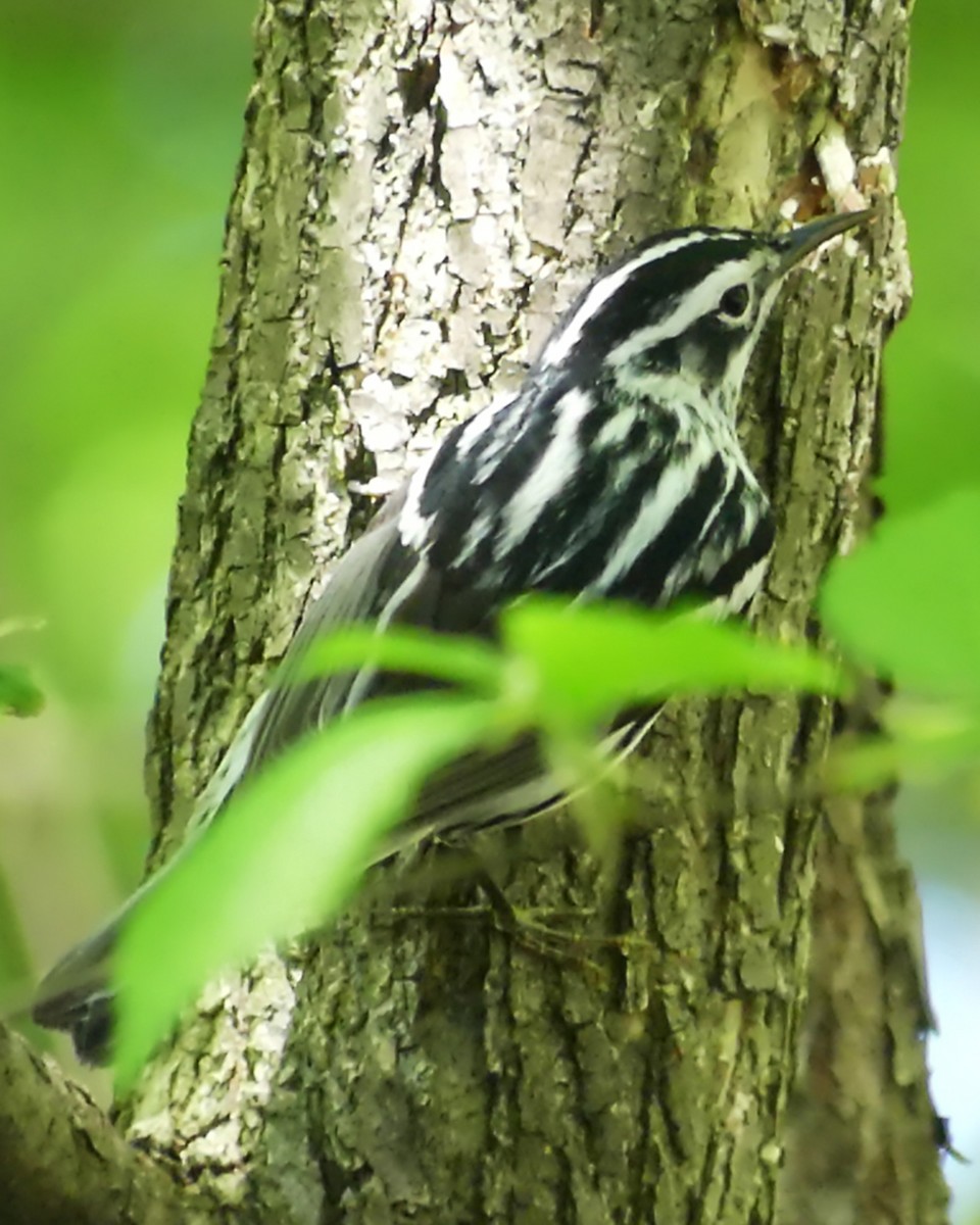 Black-and-white Warbler - ML618649808