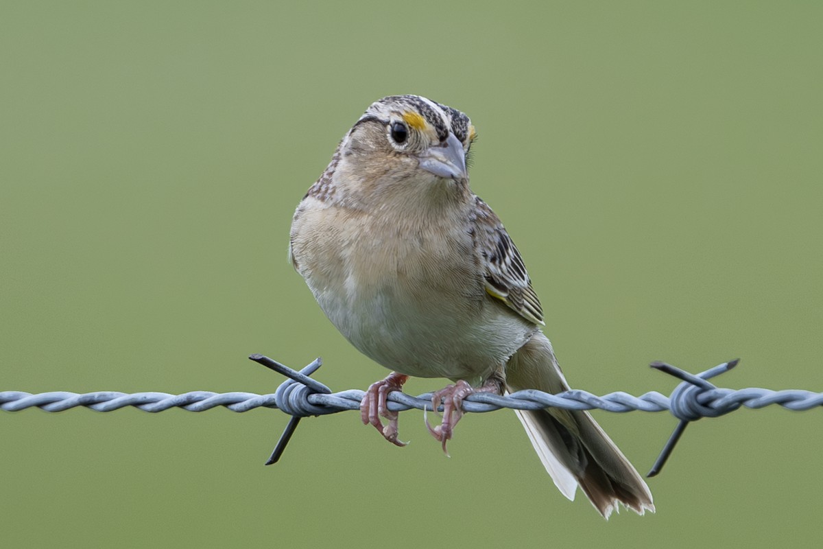 Grasshopper Sparrow - Michael Linz