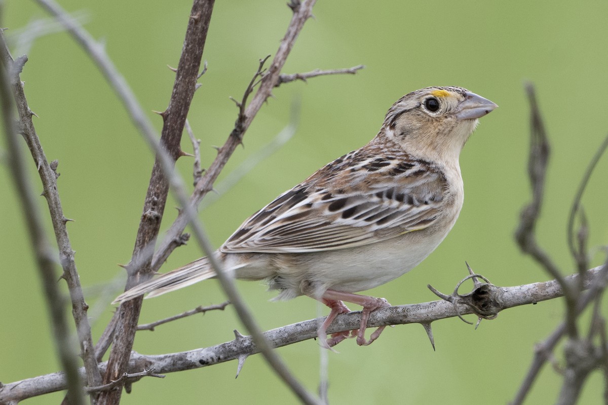 Grasshopper Sparrow - ML618649876