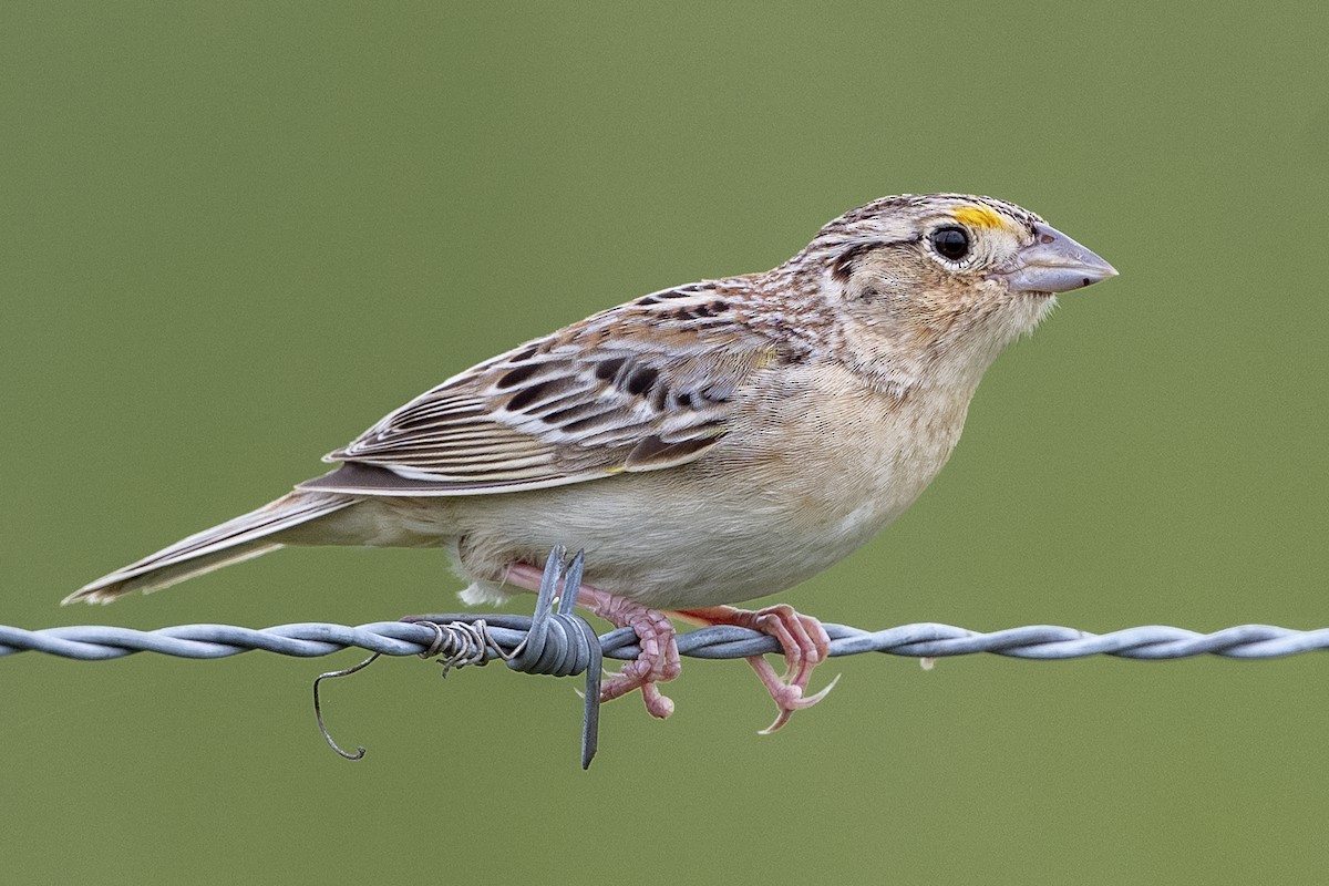 Grasshopper Sparrow - ML618649877