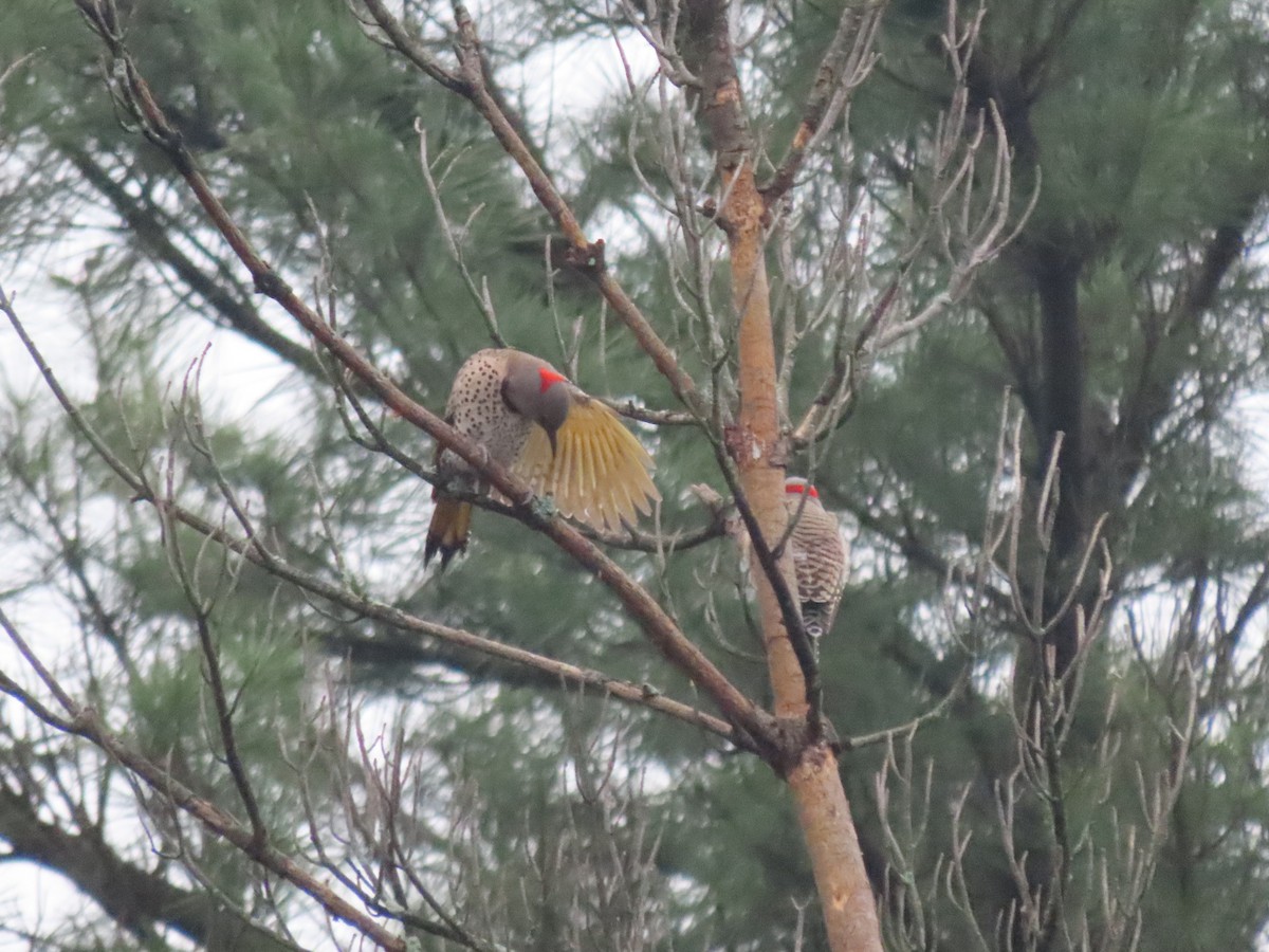 Northern Flicker (Yellow-shafted) - ML618649916