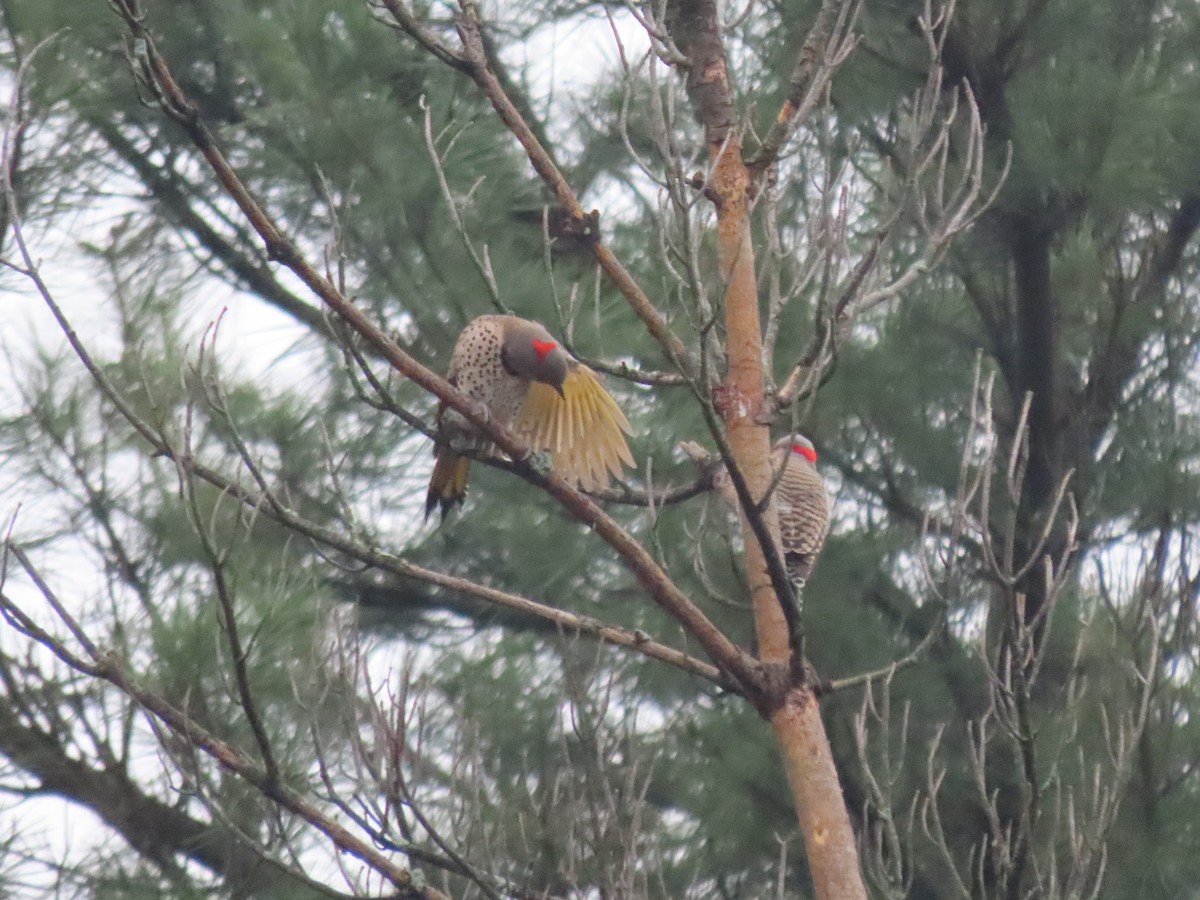 Northern Flicker (Yellow-shafted) - ML618649917