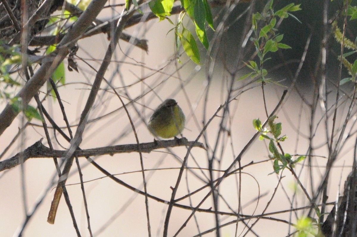 Orange-crowned Warbler - ML618649954