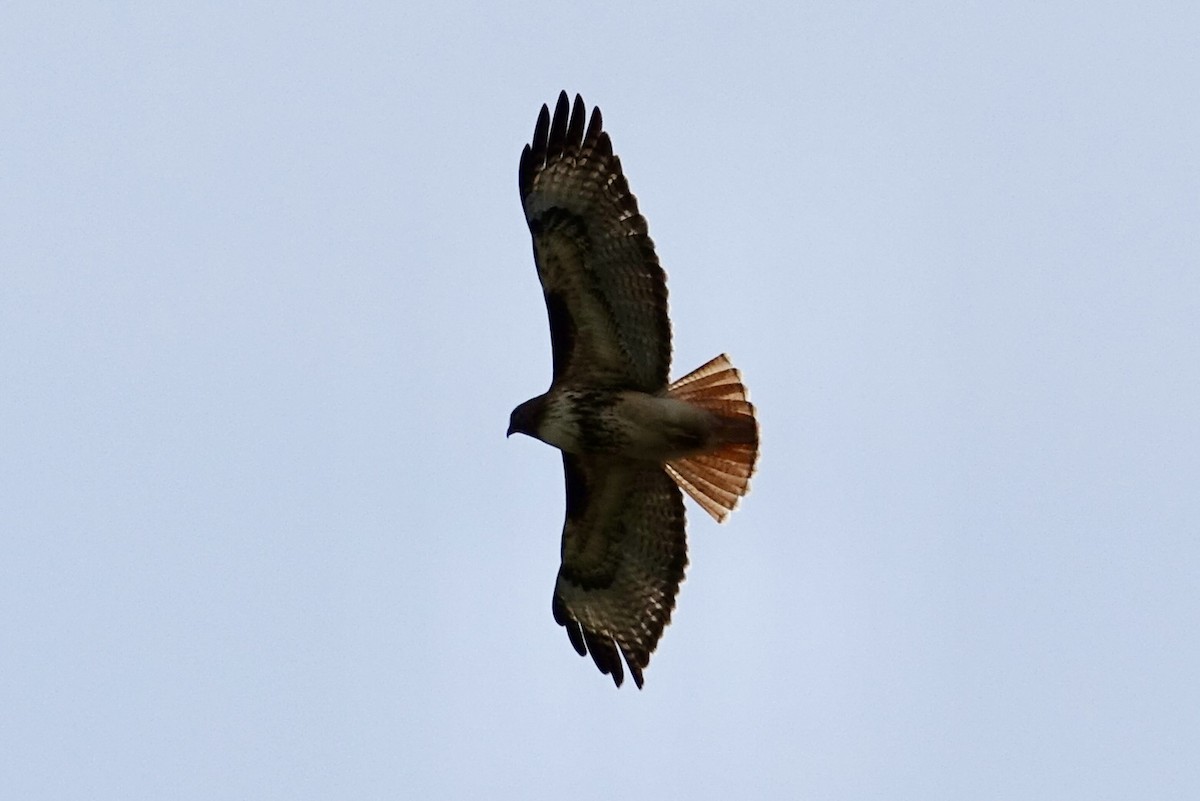 Red-tailed Hawk - ML618649995