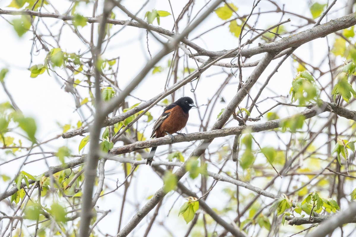 Orchard Oriole - ML618650033