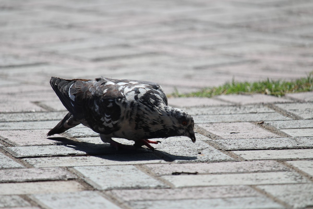Rock Pigeon (Feral Pigeon) - ML618650036