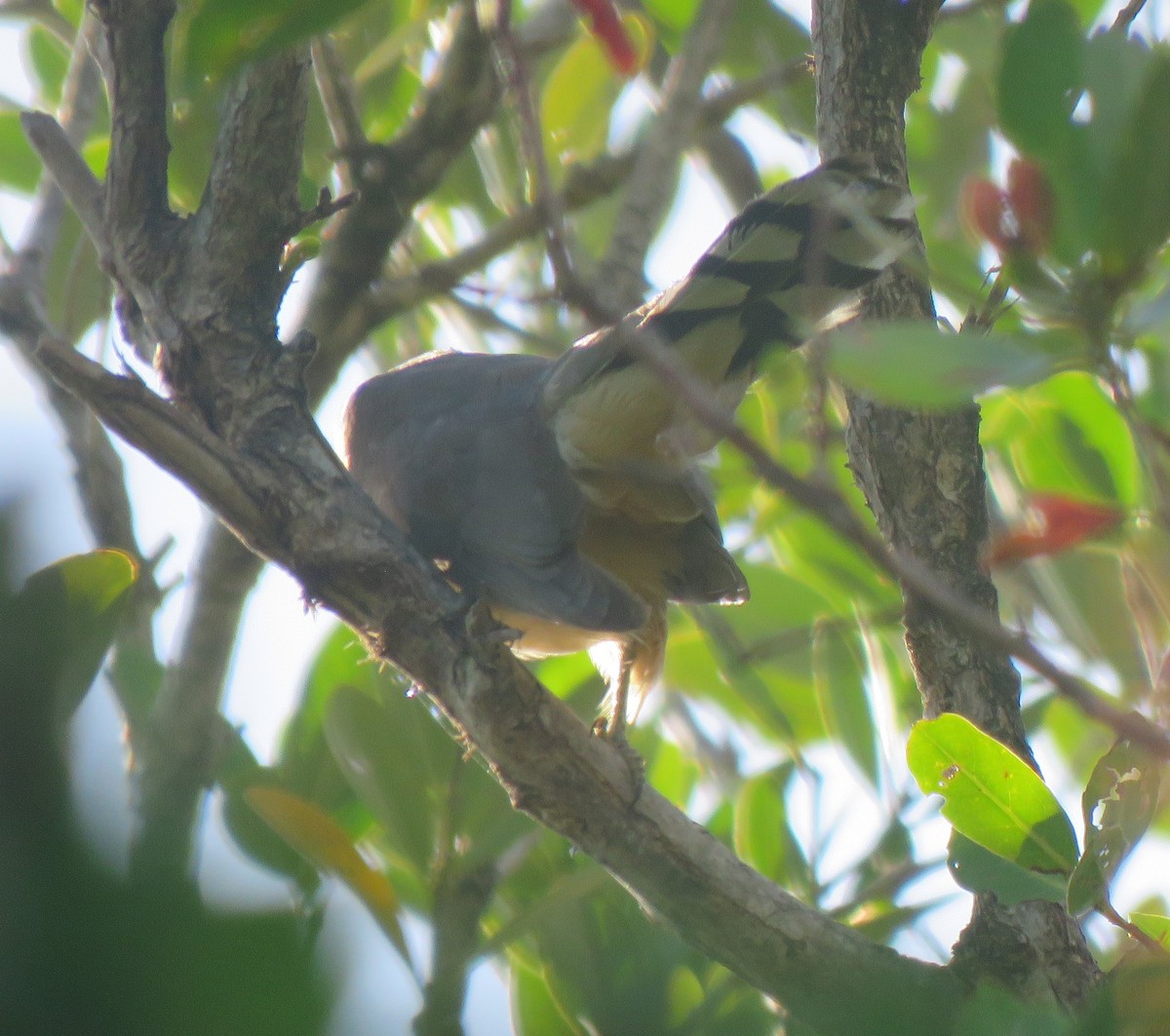 Mangrove Cuckoo - ML618650042