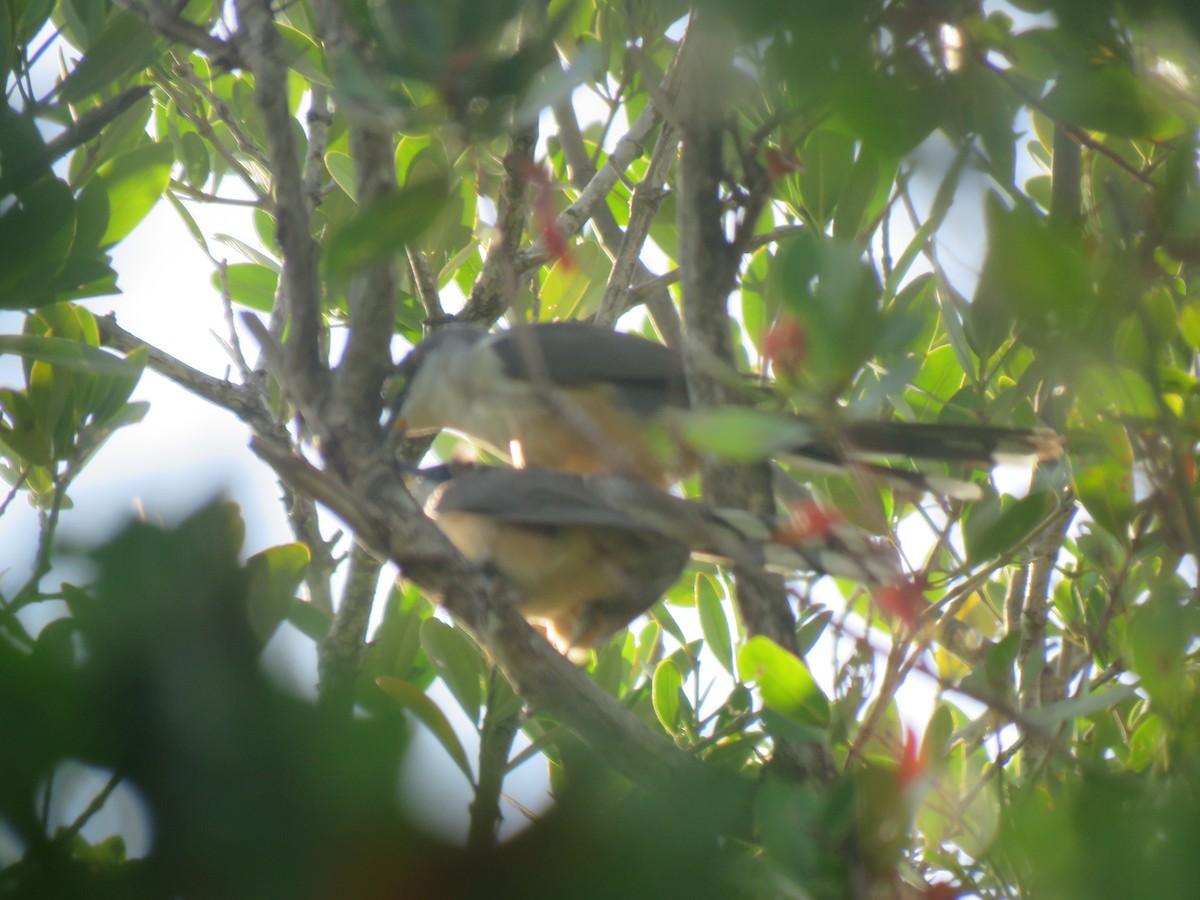 Mangrove Cuckoo - ML618650044