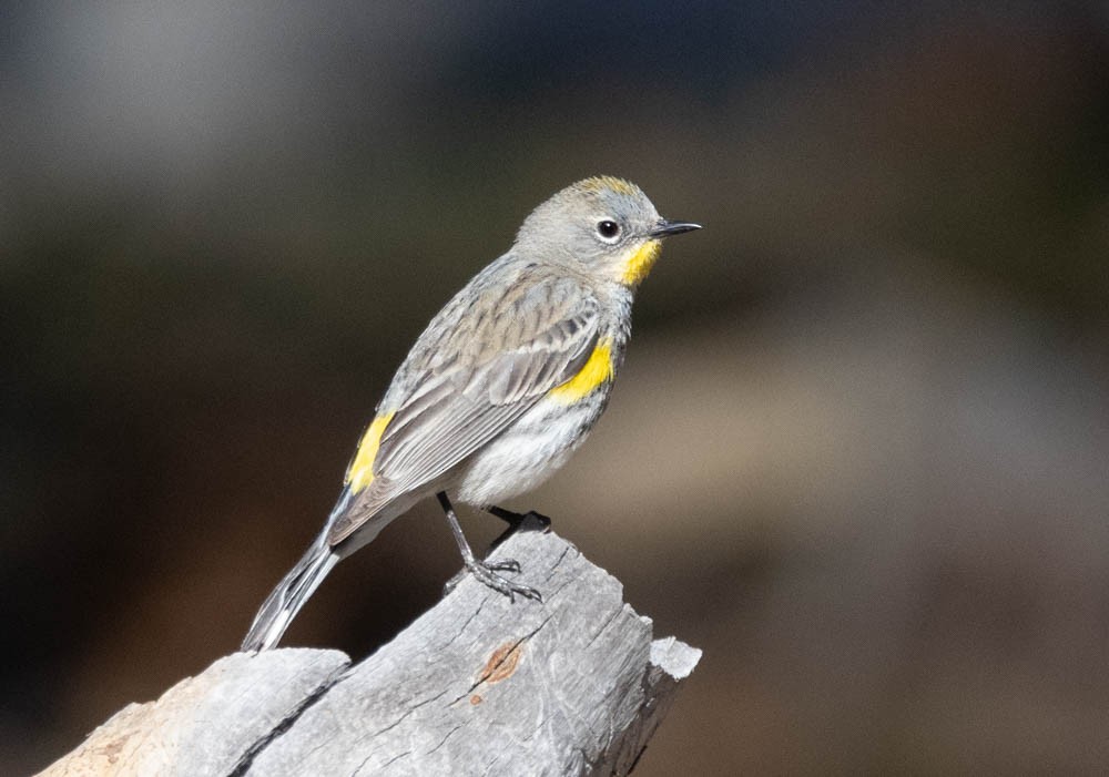 Yellow-rumped Warbler (Audubon's) - Marty Herde