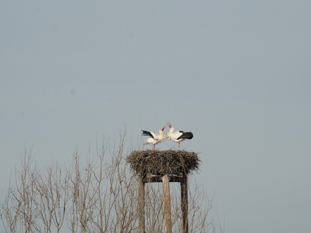 White Stork - ML618650071