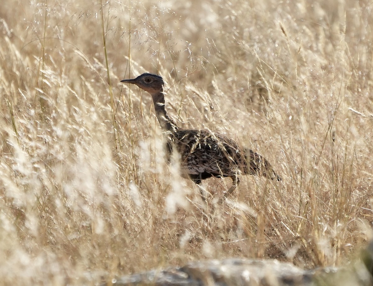Red-crested Bustard - ML618650078