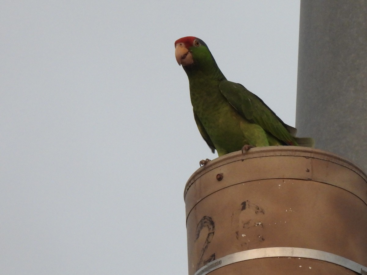 Red-crowned Parrot - ML618650114