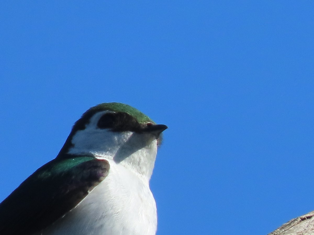 Violet-green Swallow - ML618650129