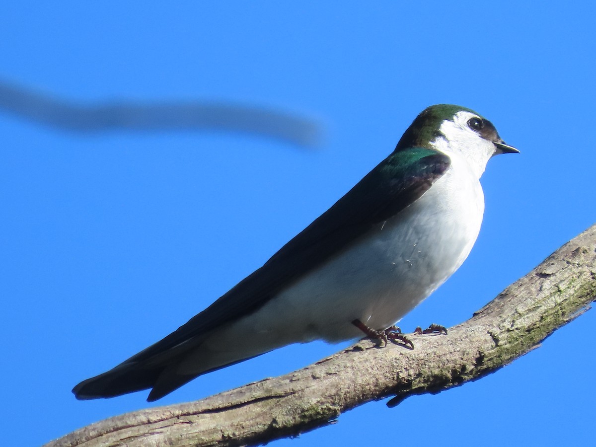 Violet-green Swallow - Martha Pallin
