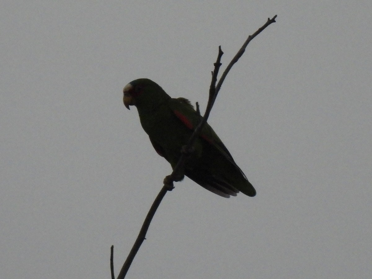 White-fronted Parrot - ML618650136