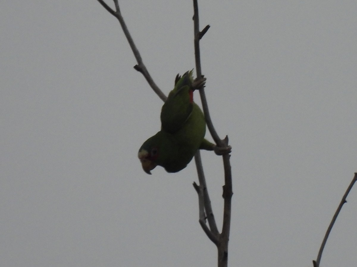 White-fronted Parrot - ML618650137