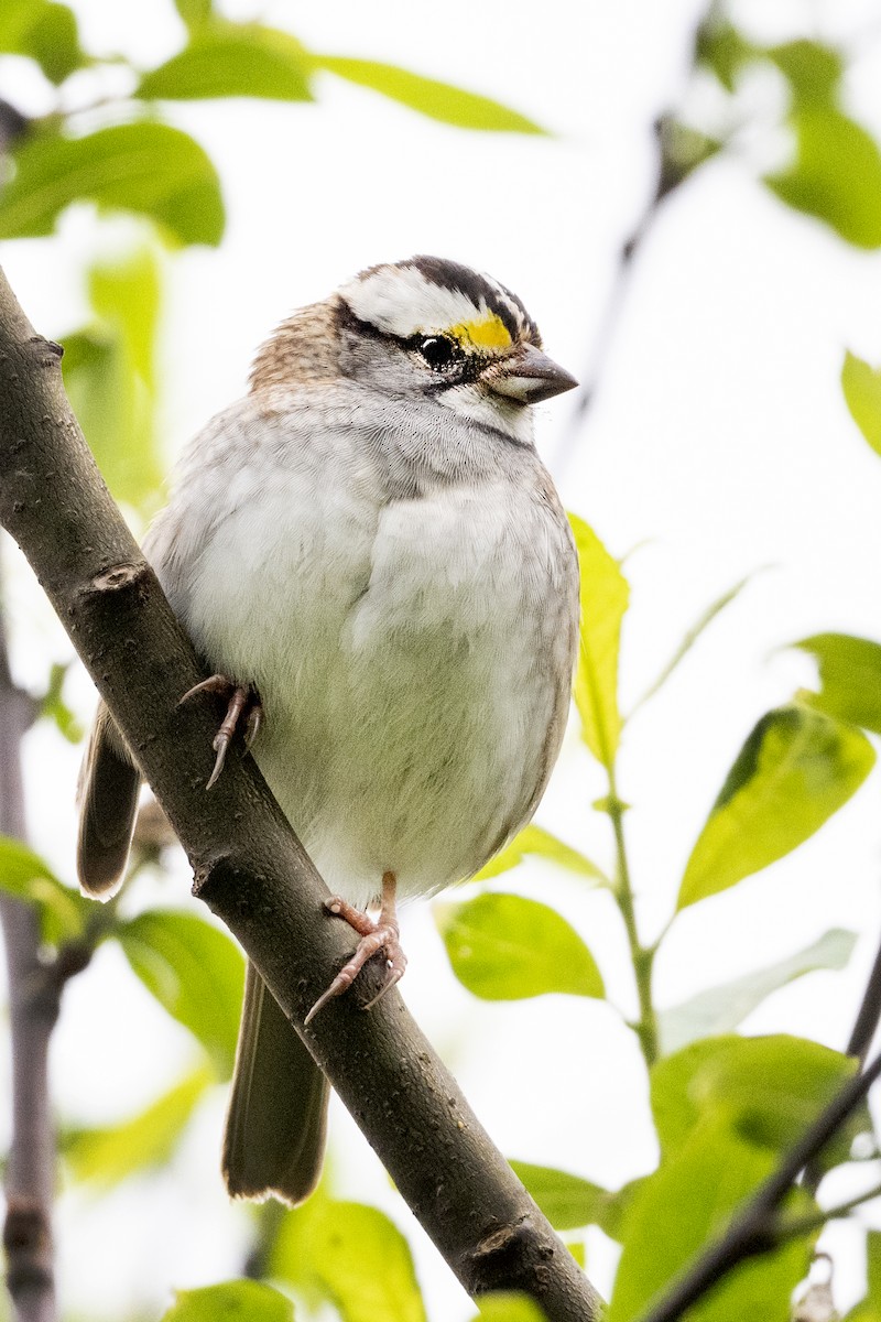 White-throated Sparrow - ML618650158