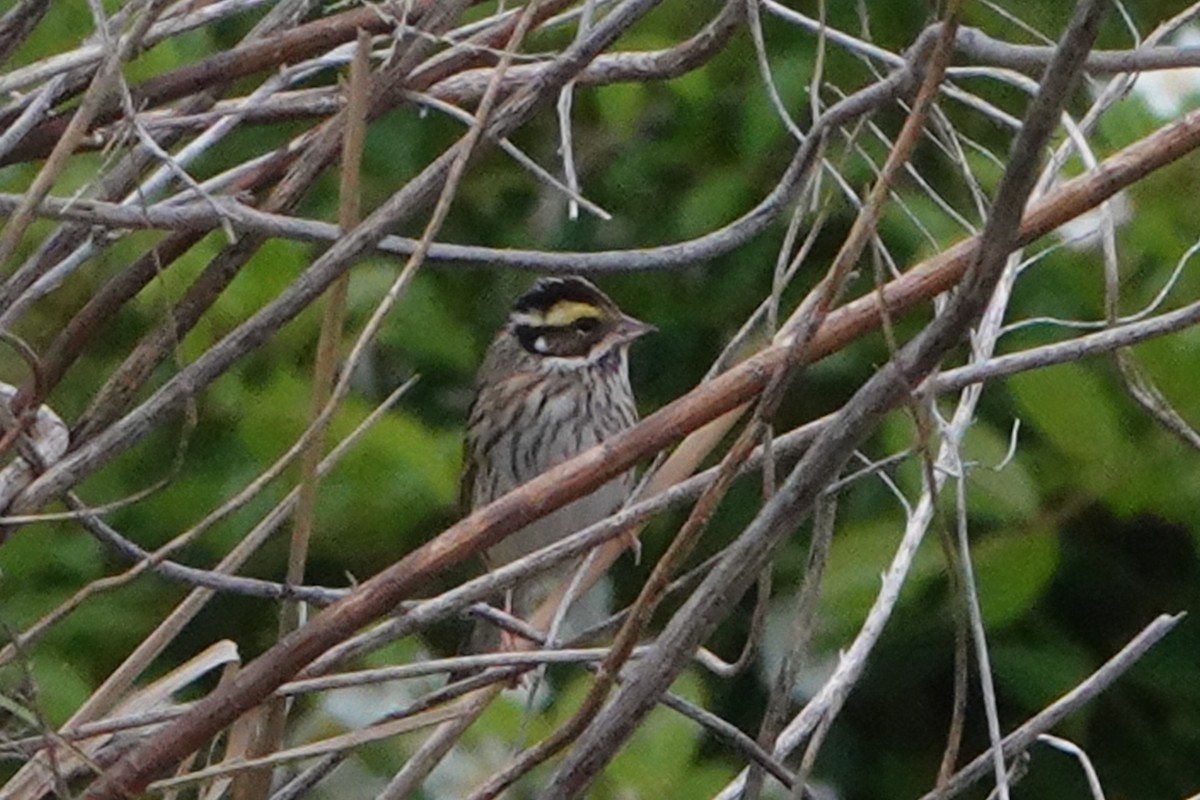 Yellow-browed Bunting - ML618650197