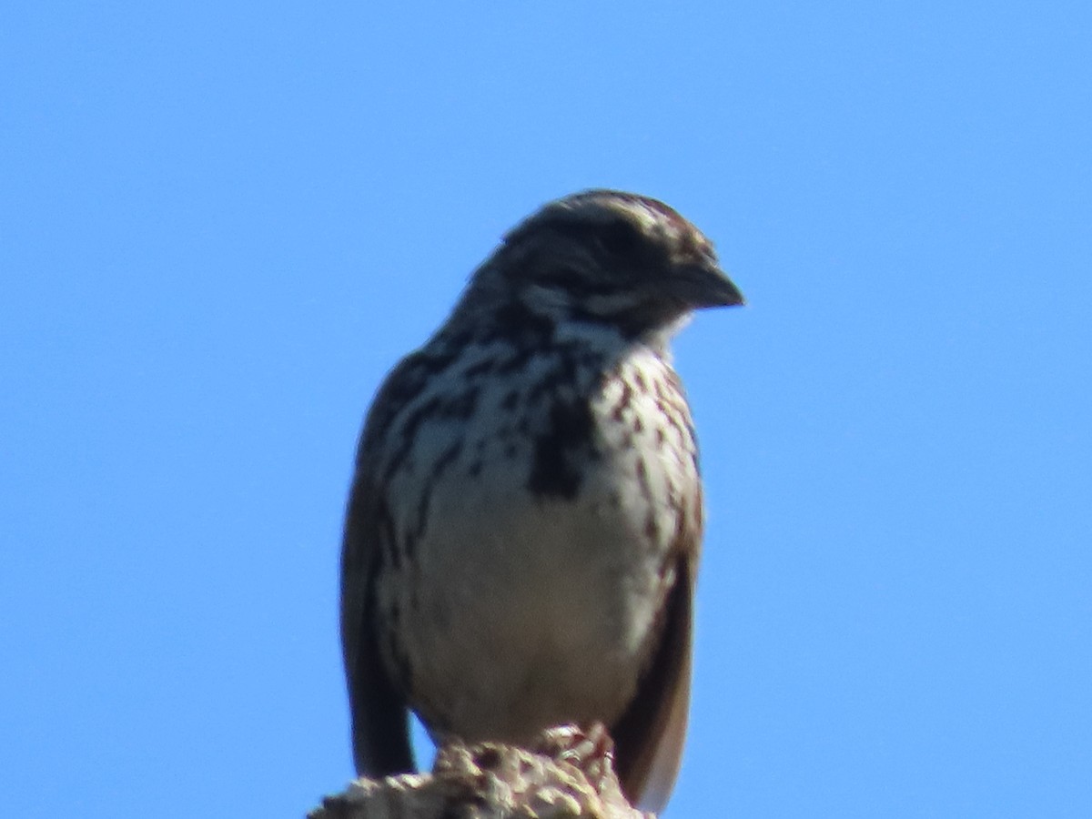 Song Sparrow - ML618650225