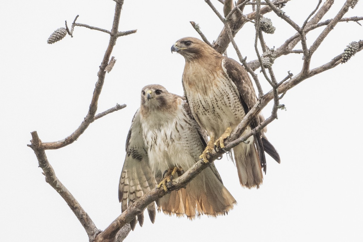 Red-tailed Hawk - ML618650231