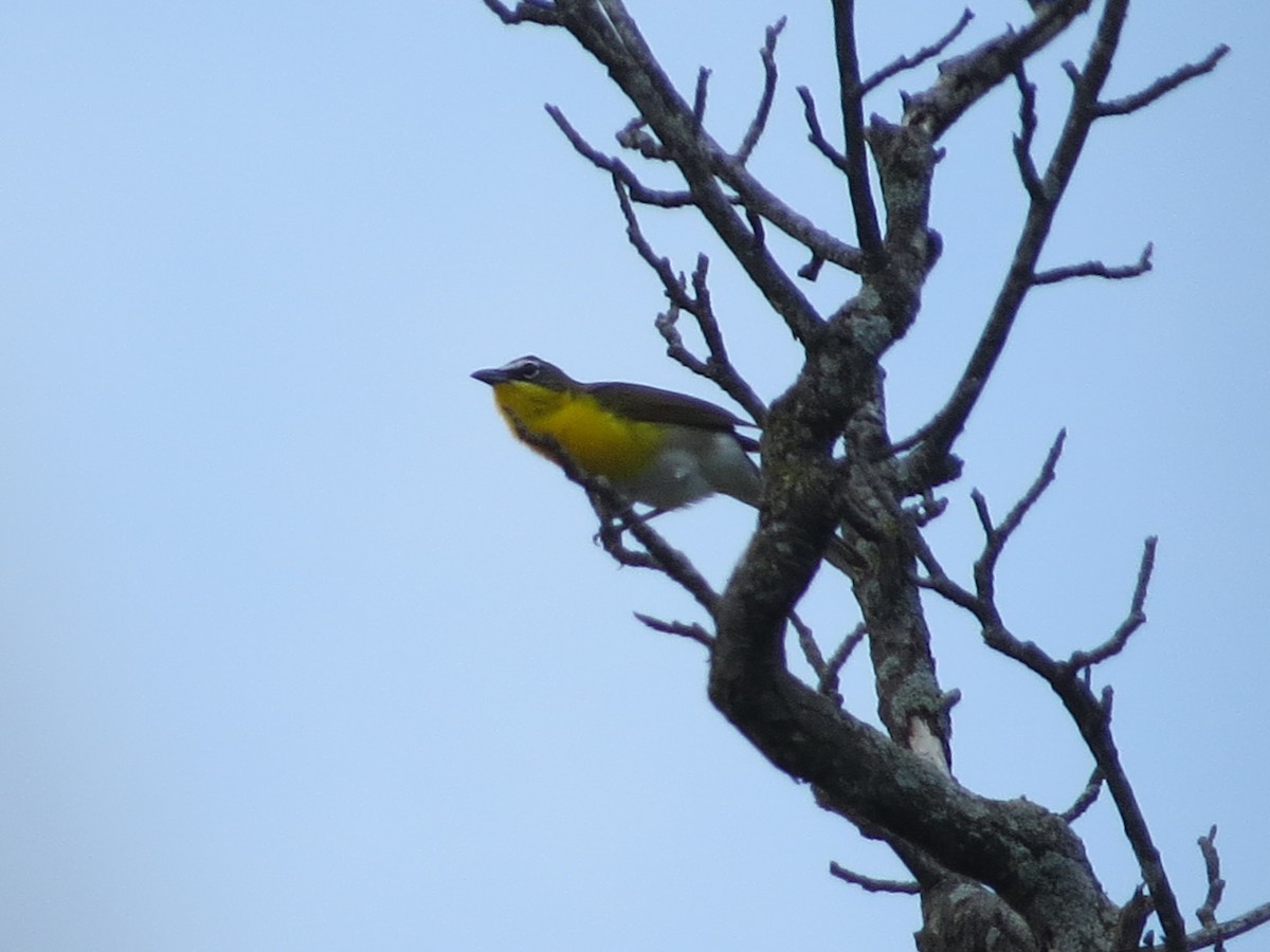 Yellow-breasted Chat - ML618650237