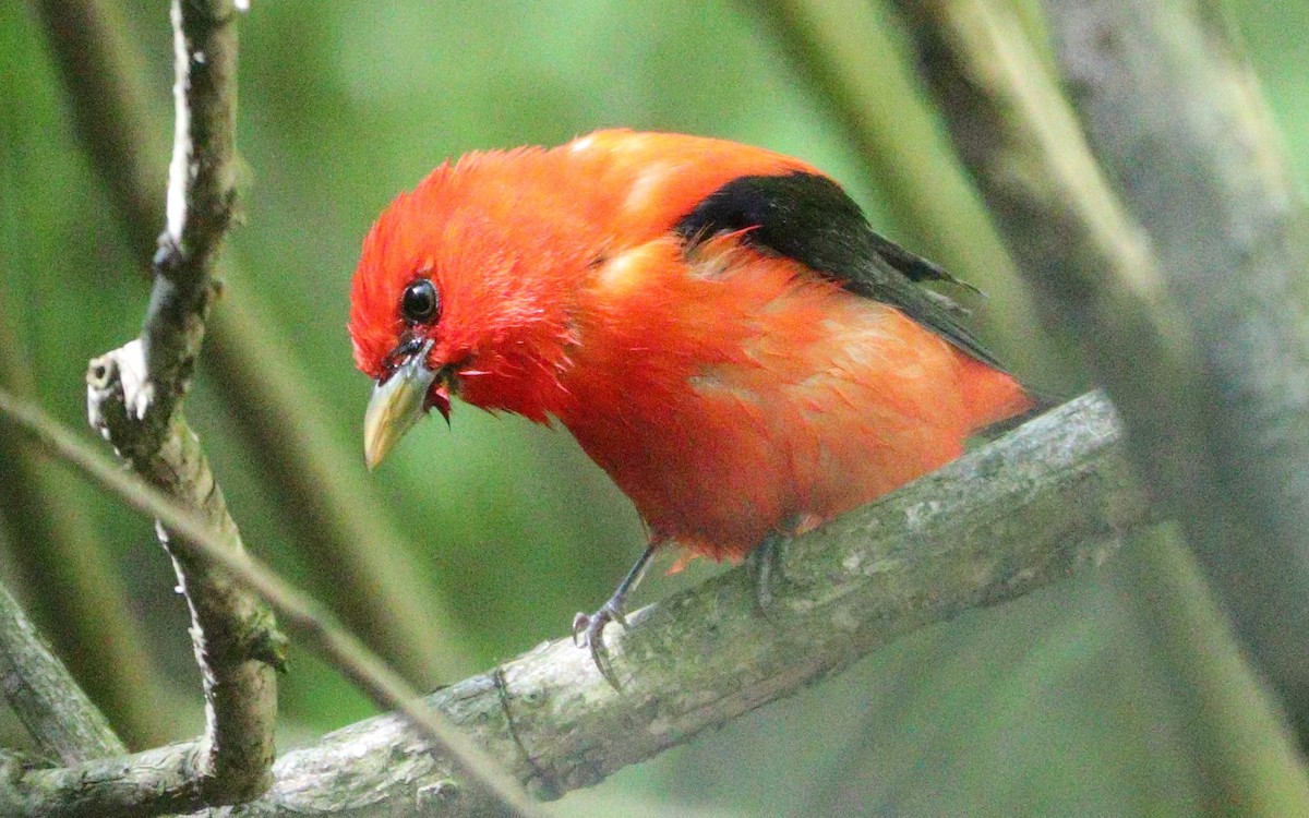Scarlet Tanager - ML618650252