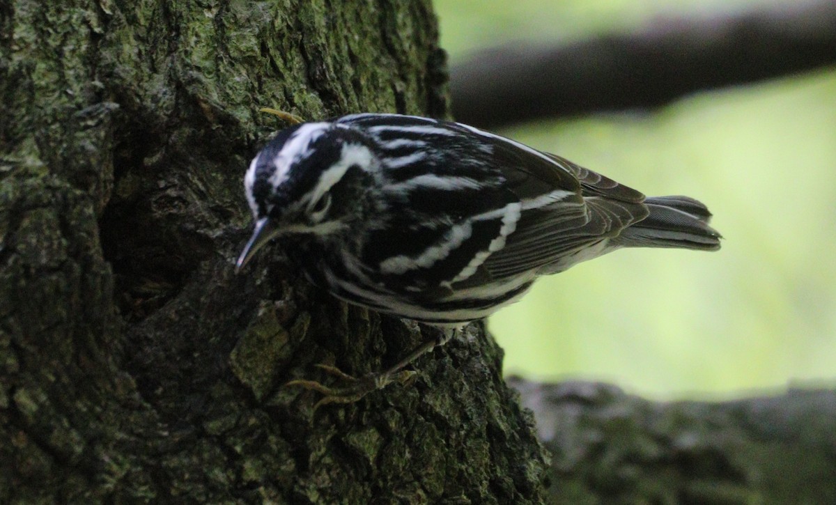 Black-and-white Warbler - ML618650281