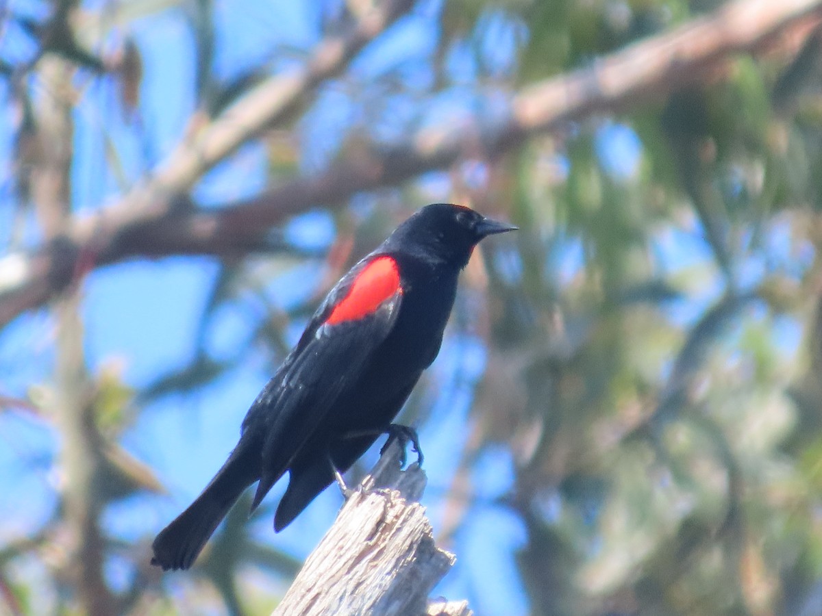 Red-winged Blackbird - ML618650303