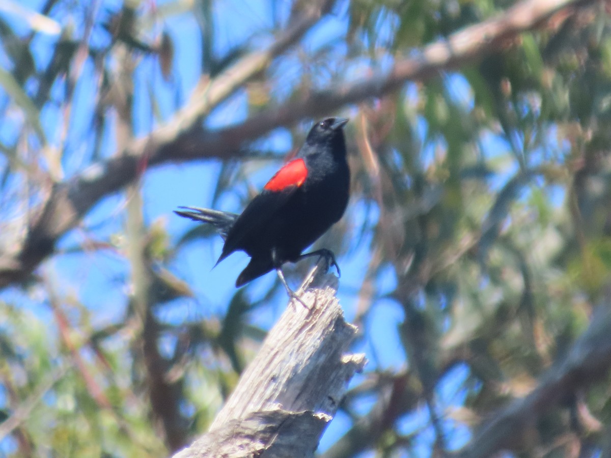 Red-winged Blackbird - ML618650305