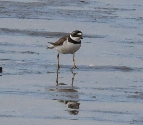 Semipalmated Plover - ML618650319
