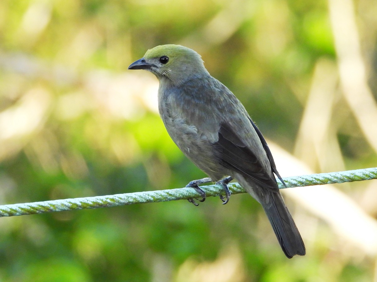 Plain-colored Tanager - ML618650327