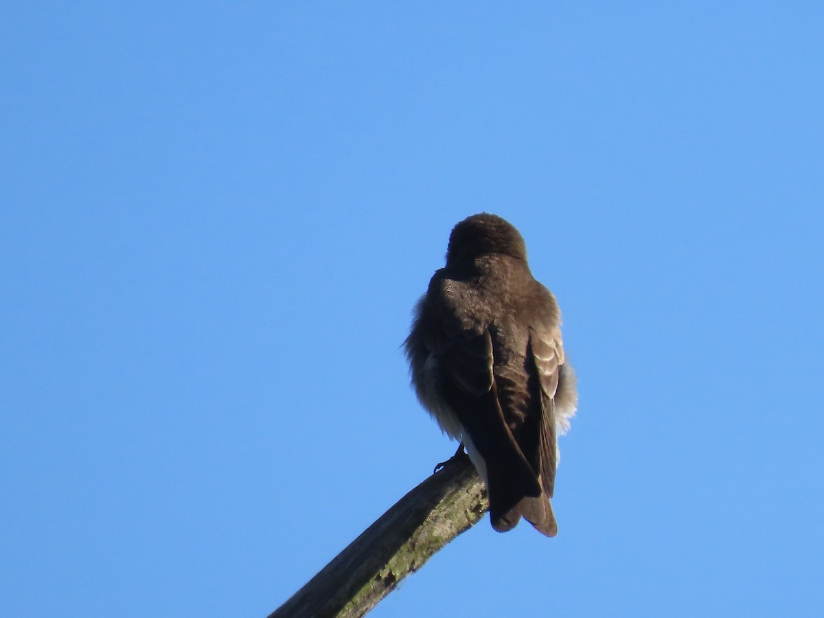Northern Rough-winged Swallow - ML618650352