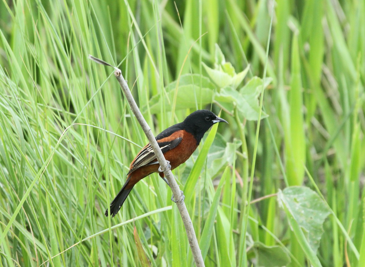 Orchard Oriole - ML618650353