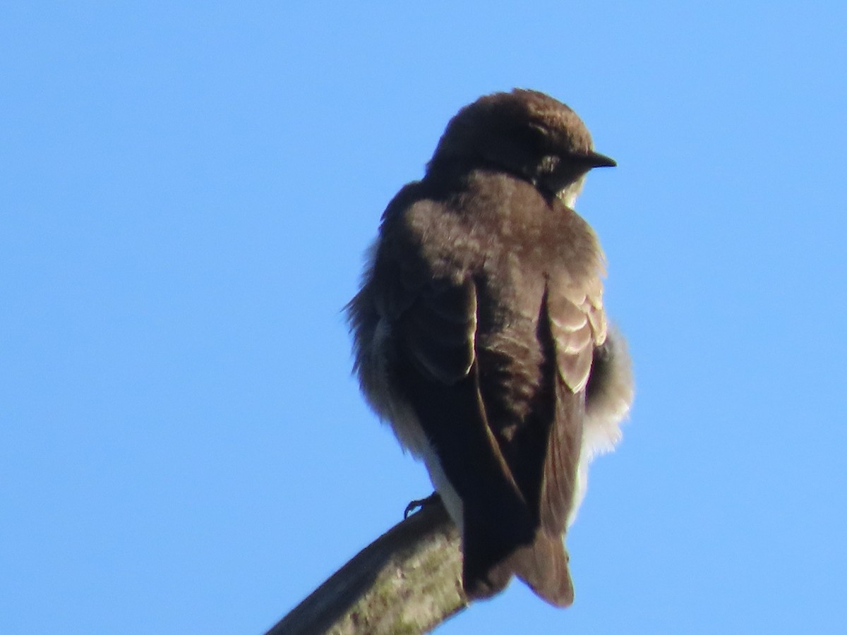 Northern Rough-winged Swallow - ML618650354