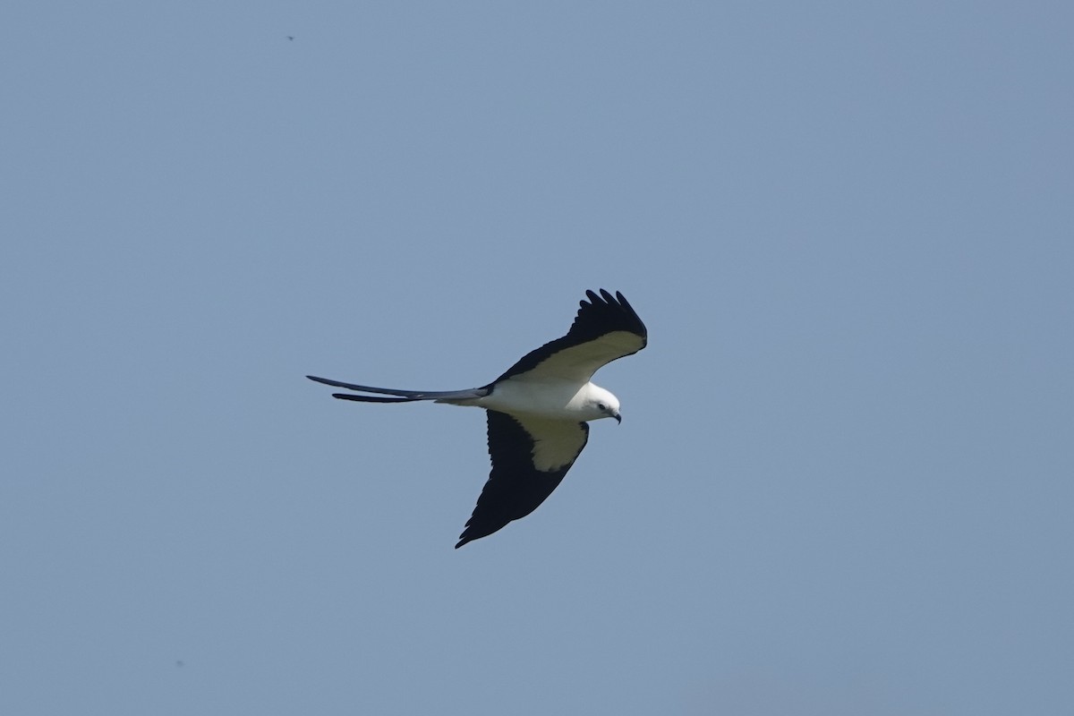Swallow-tailed Kite - ML618650377