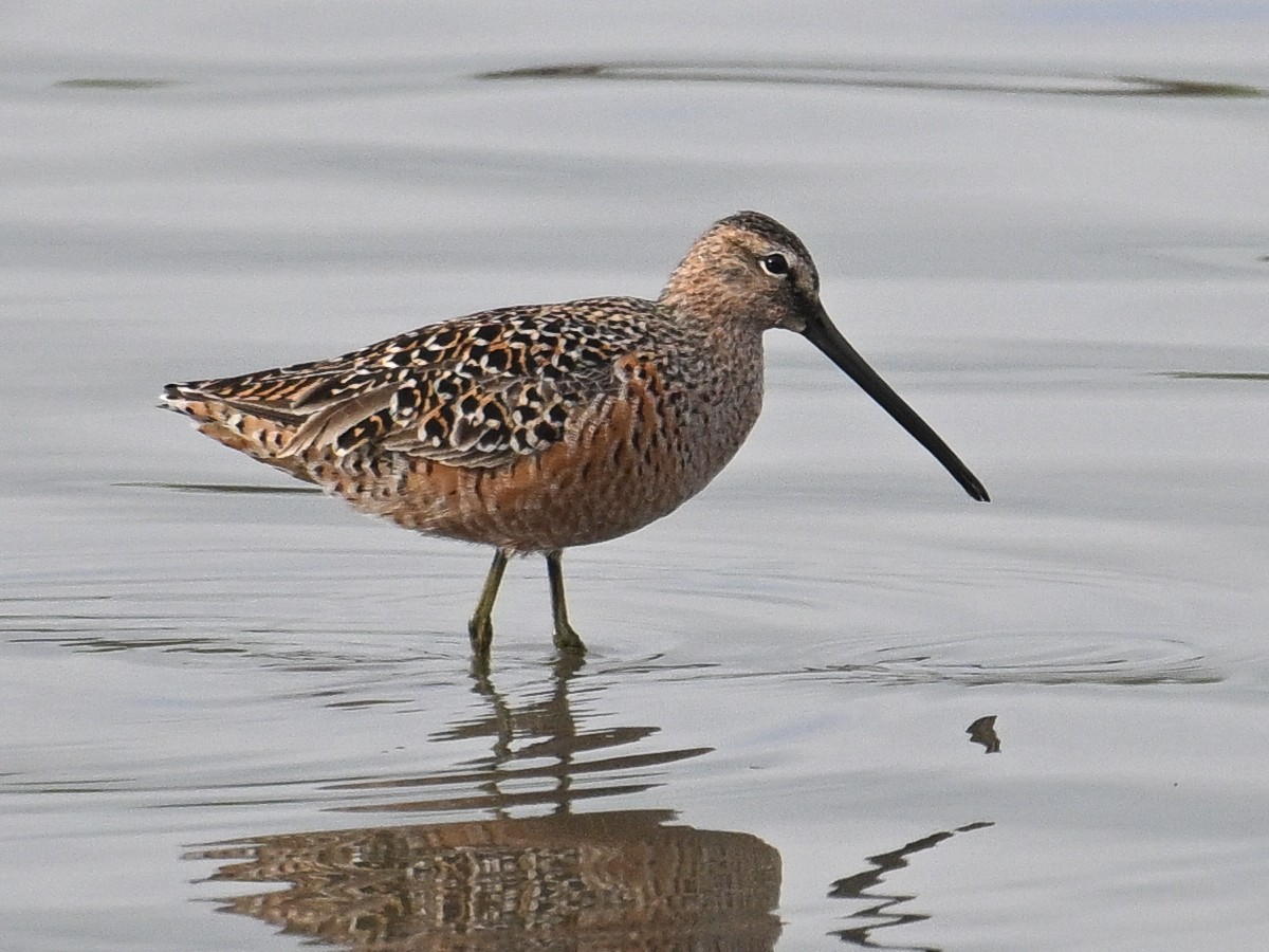 Long-billed Dowitcher - ML618650383