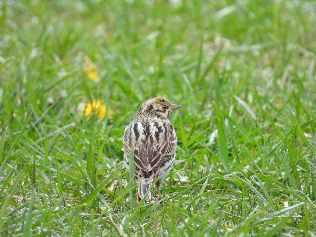 Savannah Sparrow - ML618650417