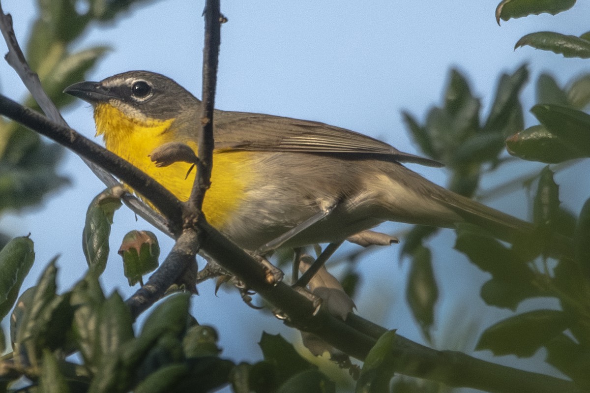 Yellow-breasted Chat - ML618650421
