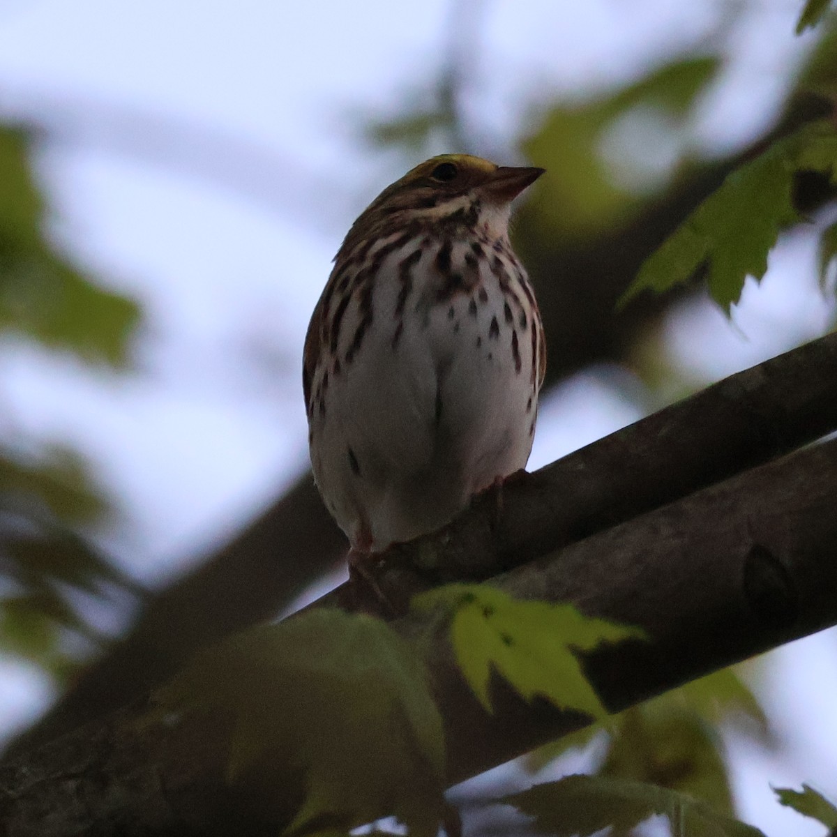 Savannah Sparrow (Savannah) - ML618650423