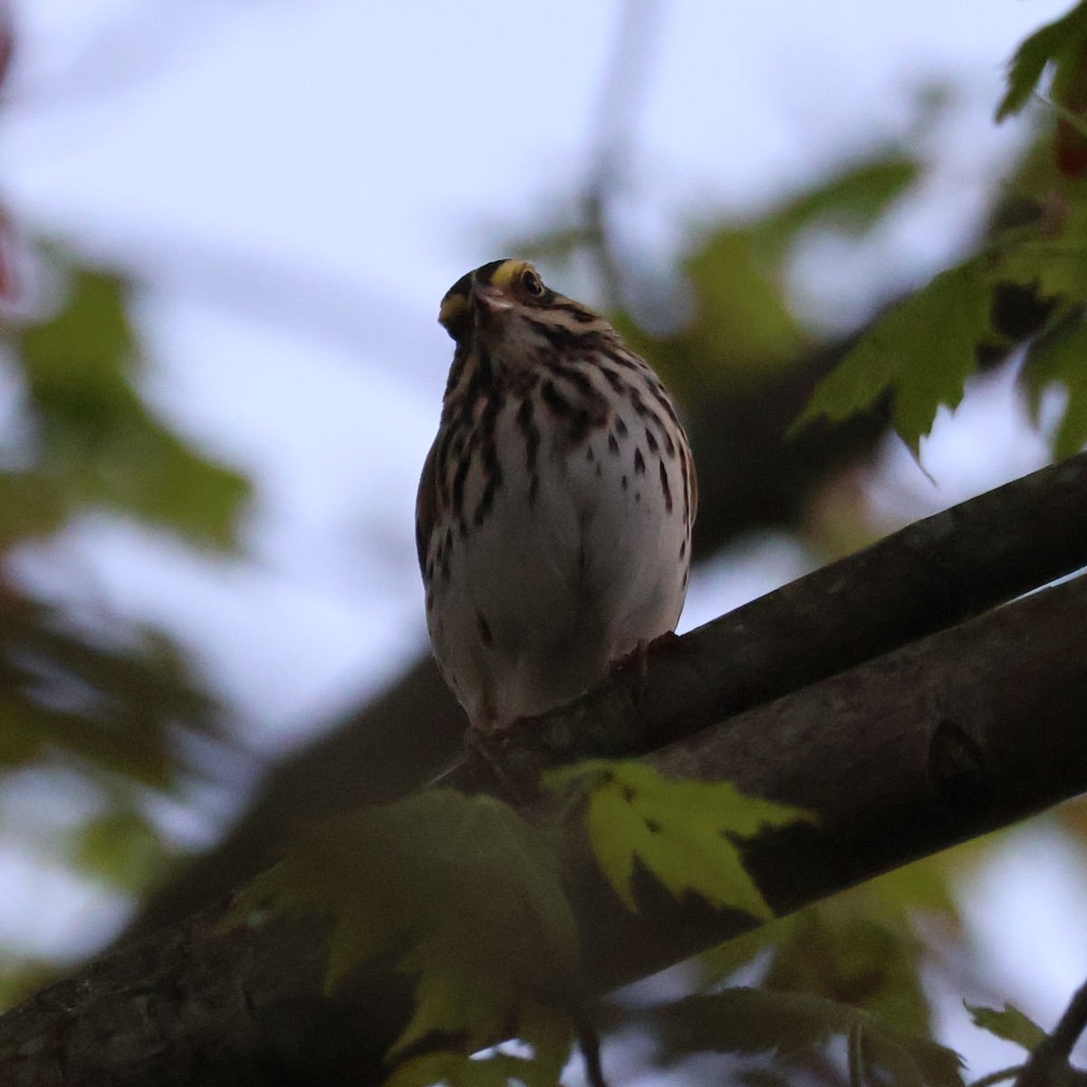 Savannah Sparrow (Savannah) - ML618650424