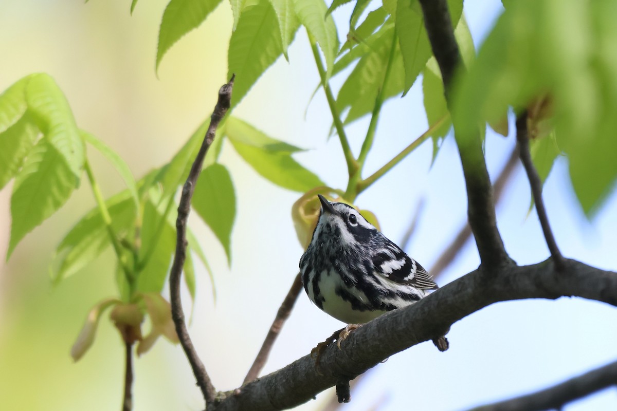 Black-and-white Warbler - ML618650436