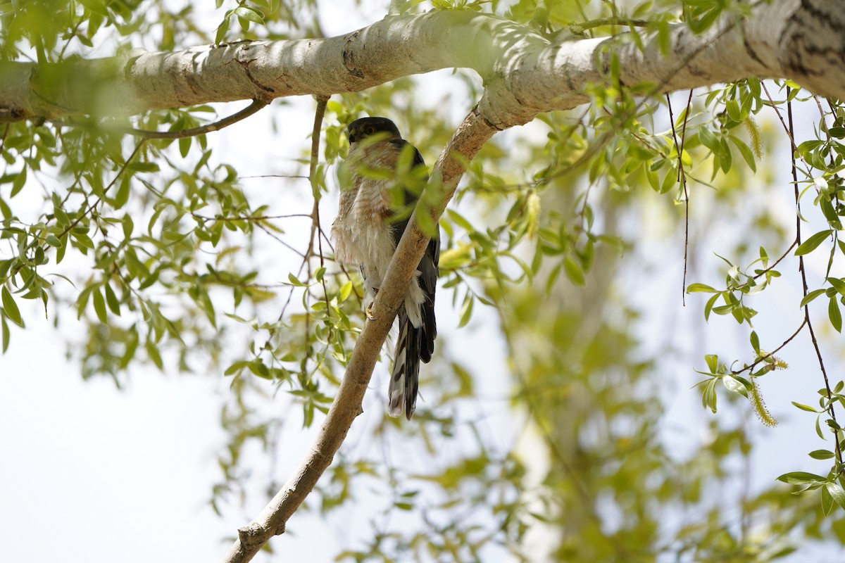 Eurasian Sparrowhawk - Chamba Phuntsog