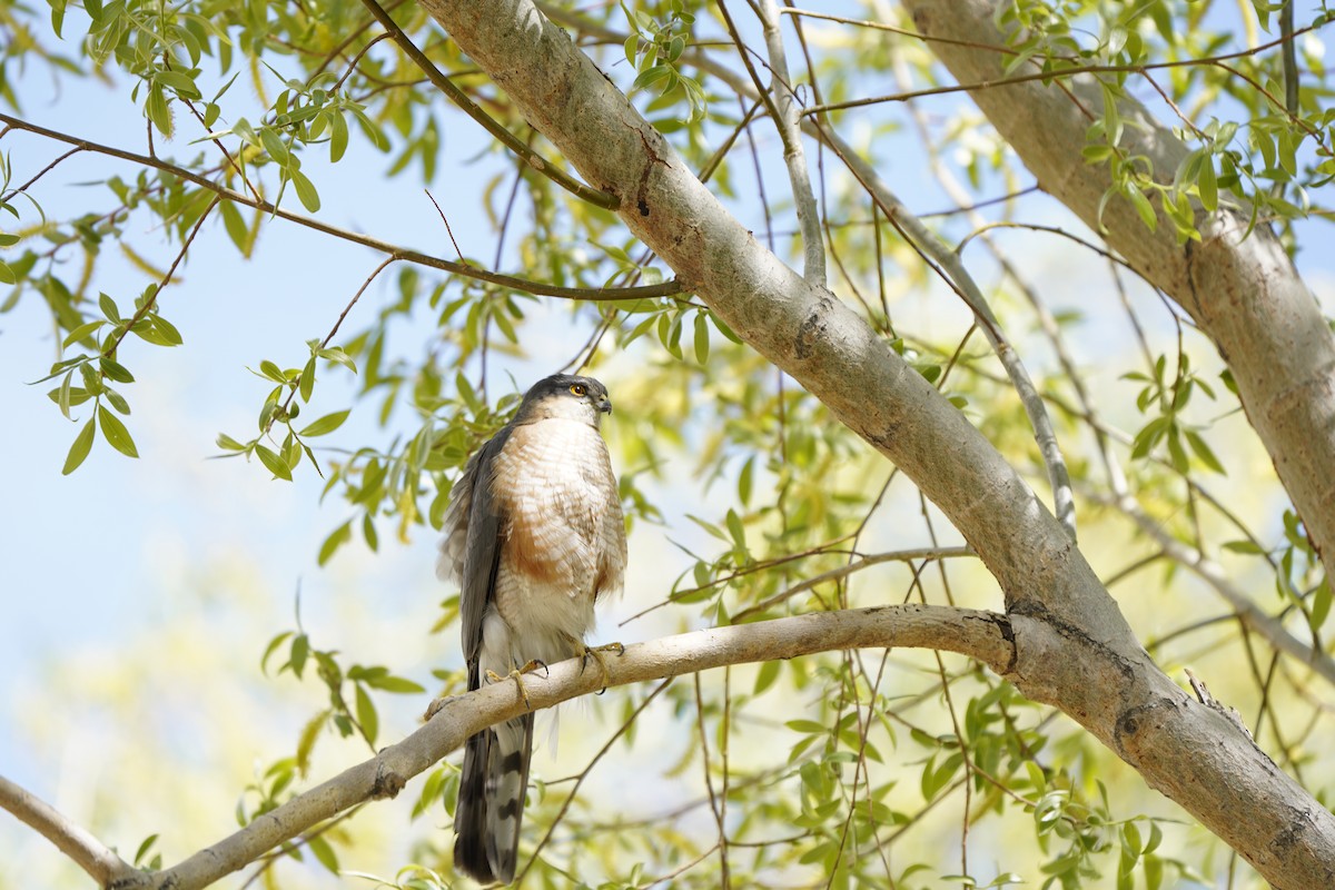 Eurasian Sparrowhawk - Chamba Phuntsog