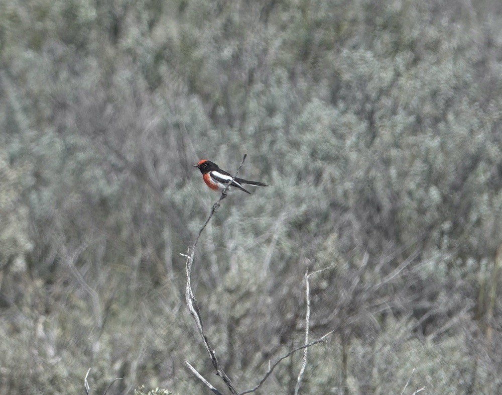 Red-capped Robin - ML618650528