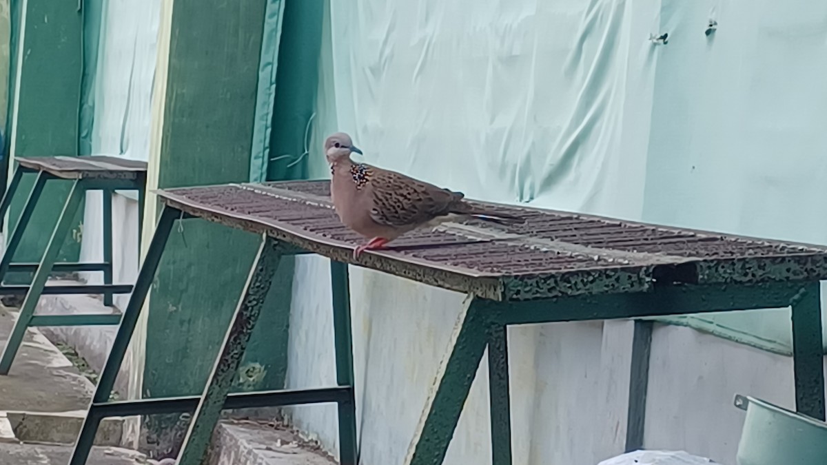 Spotted Dove - ML618650529