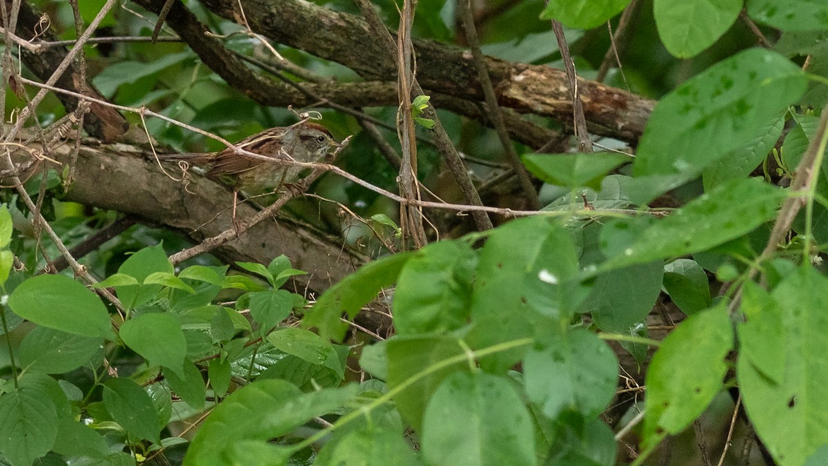 Swamp Sparrow - ML618650536