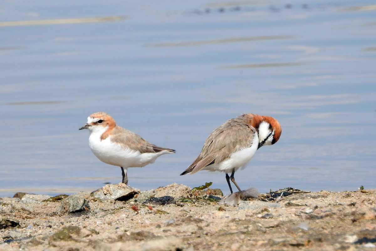 Red-capped Plover - ML618650537