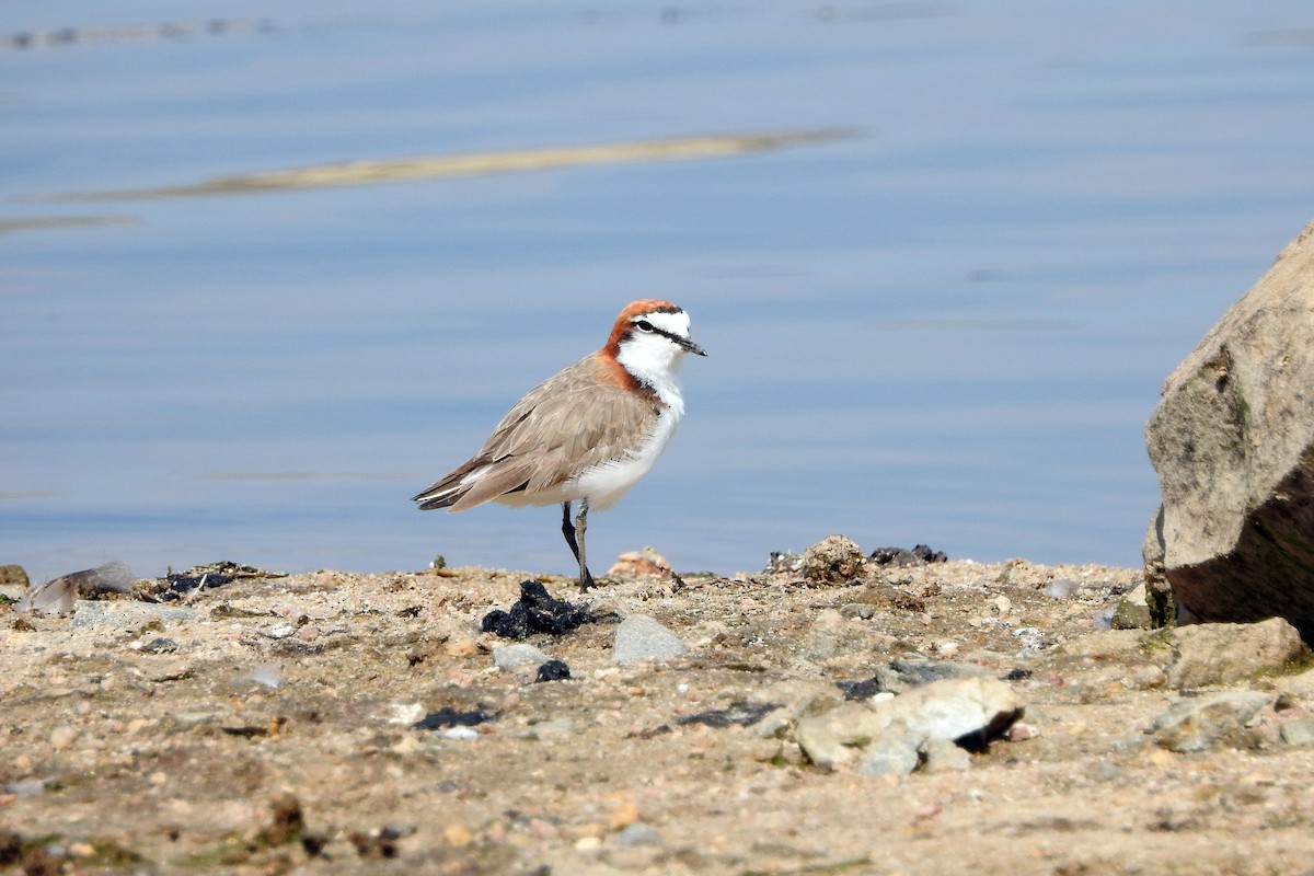 Red-capped Plover - ML618650538